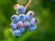 Blueberry health benefits in Telugu