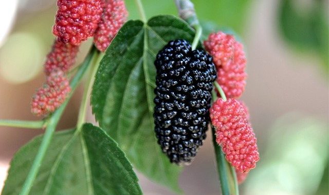Mulberry benefits in Telugu