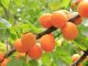Apricot fruit uses