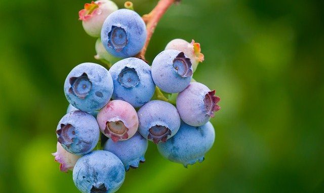 Blueberry health benefits in Telugu